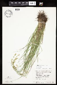 Carex tenera image
