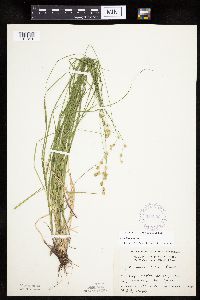 Carex tenera image