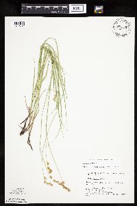 Carex tenera image