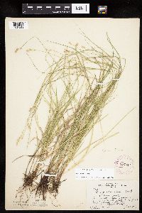 Carex tenera image