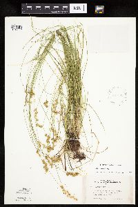 Carex tenera image