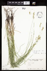 Carex tenera image