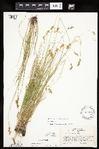 Carex tenera image