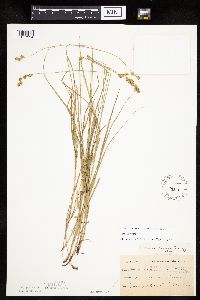 Carex tenera image