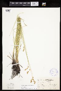 Carex tenera image
