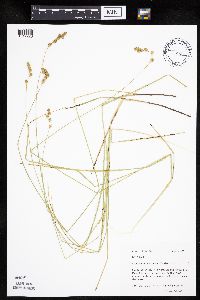 Carex tenera image