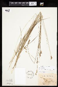 Carex tenera image