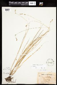 Carex tenera image