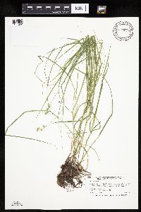 Carex tenera image