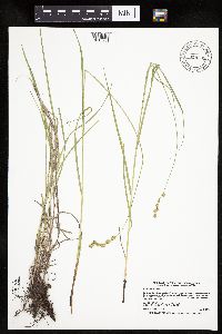 Carex tenera image