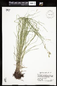 Carex tenera image