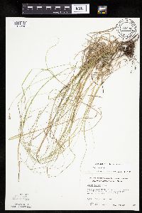 thumbnail image of current specimen