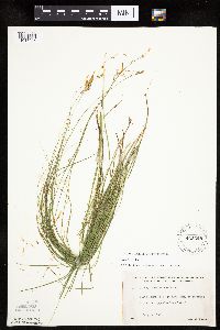 Carex tenera image