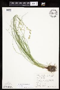 Carex tenera image
