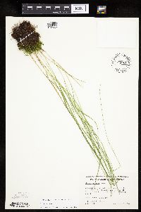 Carex tenera image