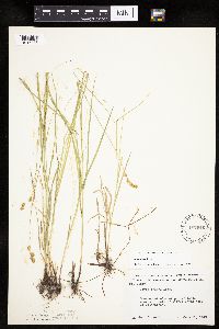 Carex tenera image