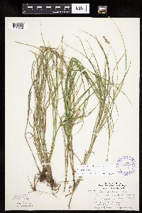 Carex tenera image