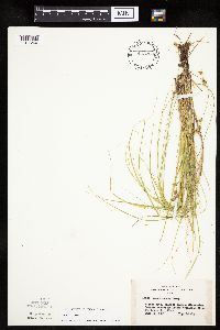 Carex tenera image