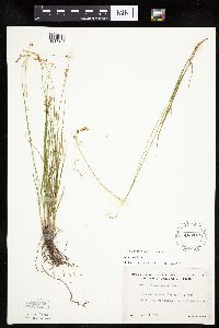 Carex tenera image