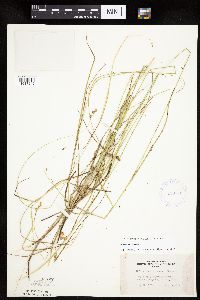 Carex tenera image