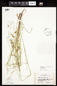 Carex tenera image