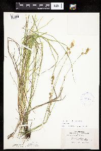 Carex tenera image