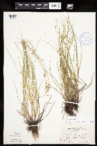 Carex tenera image