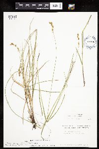 Carex tenera image