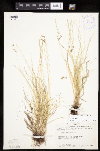 Carex tenera image