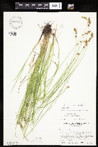 Carex tenera image