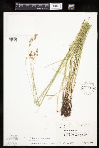 Carex tenera image