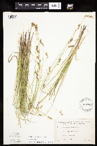 Carex tenera image