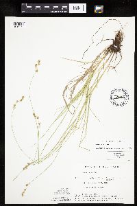 Carex tenera image