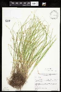 Carex tenera image