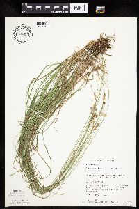 Carex tenera image