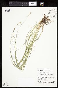 Carex tenera image