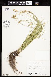 Carex tenera image