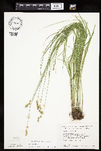 Carex tenera image
