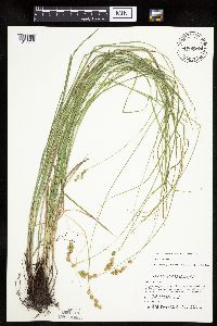 Carex tenera image