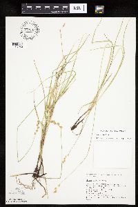 thumbnail image of current specimen