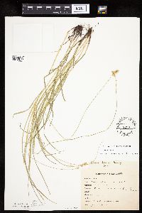 Carex tenera image