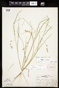 Carex tenera image