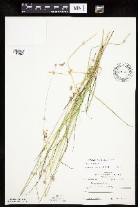 thumbnail image of current specimen