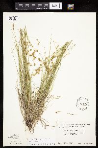 Carex tenera image