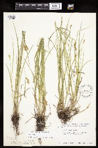 Carex tenera image