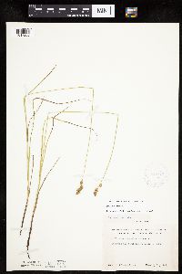 Carex tenera image