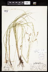 Carex tenera image