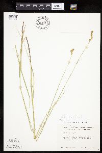 Carex tenera image