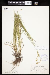 Carex tenera image