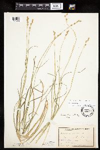 Carex tenera image